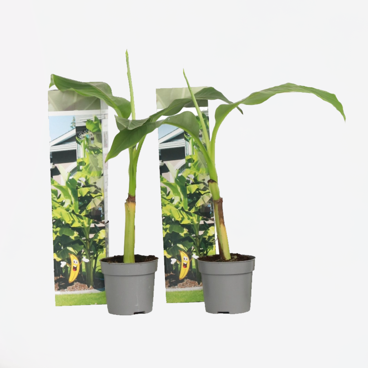 Florastore Bananenpflanze - 2 Stk - Musa Basjoo - Höhe 25-40Cm - ⌀9Cm