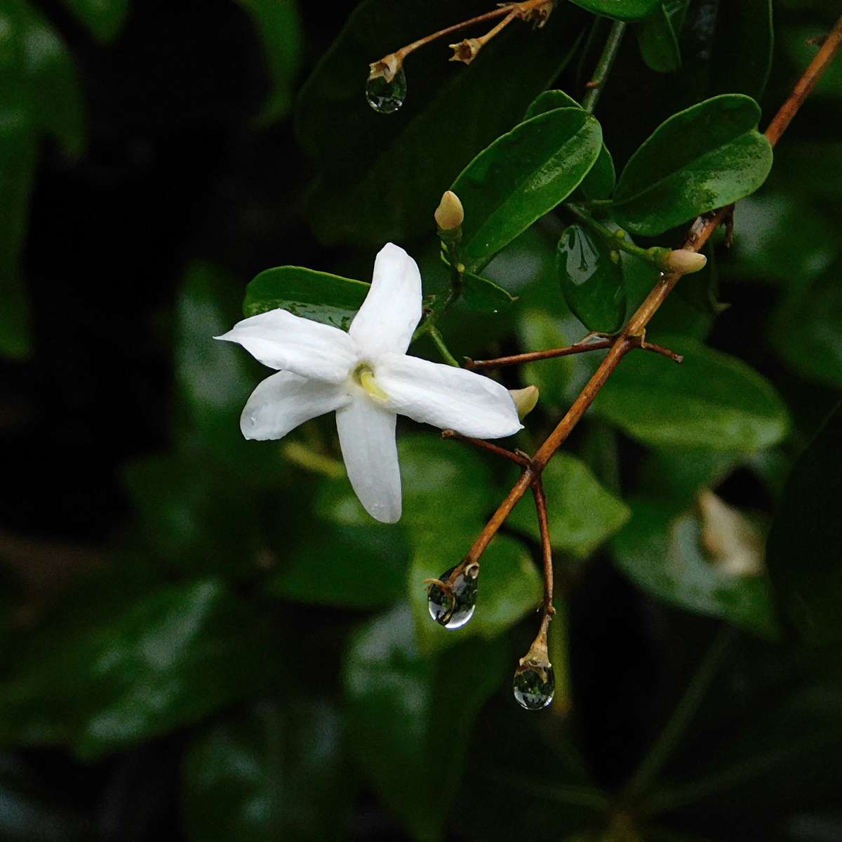 Florastore Jasmin - 3 Stk - Jasminum 'Officinale' - Höhe 25-40Cm - ⌀9Cm