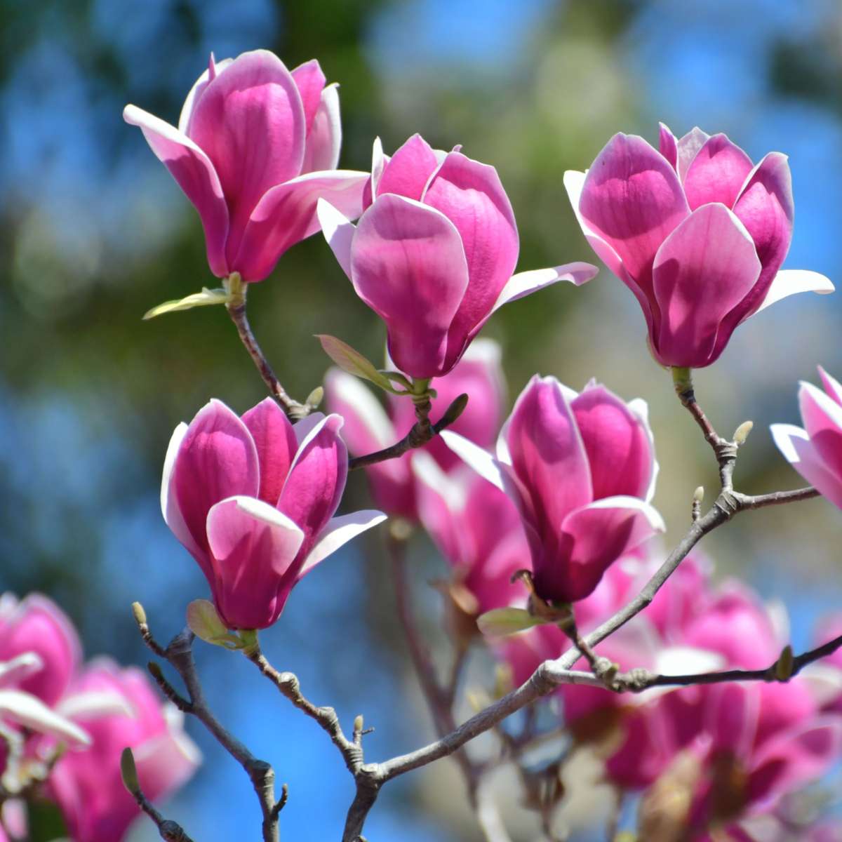 Florastore Magnolie - 6 Stk - Magnolia - Höhe 25-40Cm - ⌀9Cm