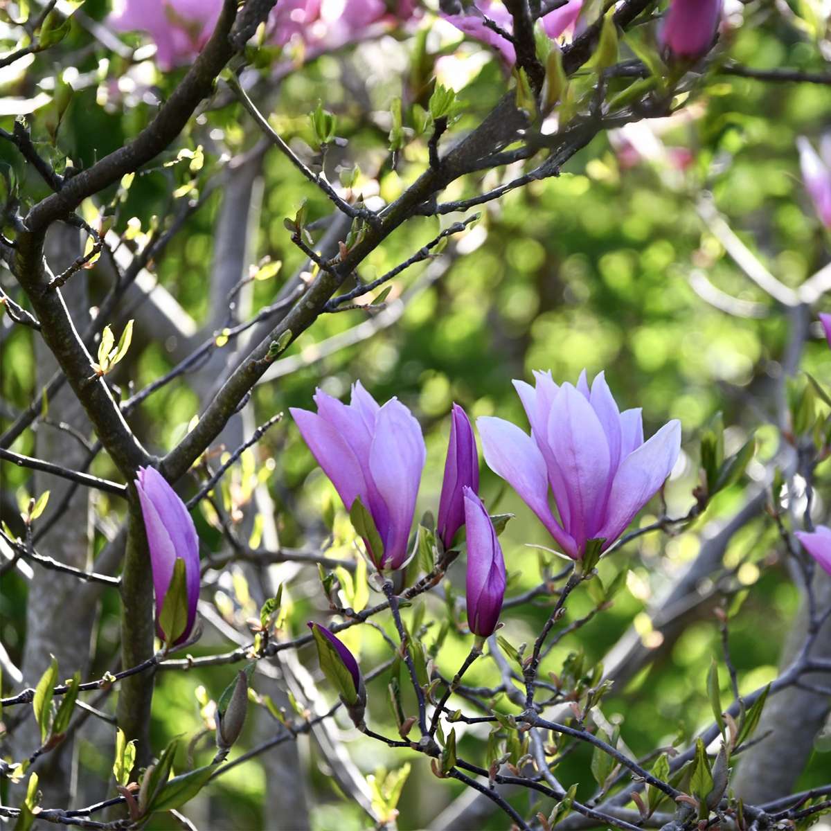 Florastore Magnolie - 6 Stk - Magnolia - Höhe 25-40Cm - ⌀9Cm