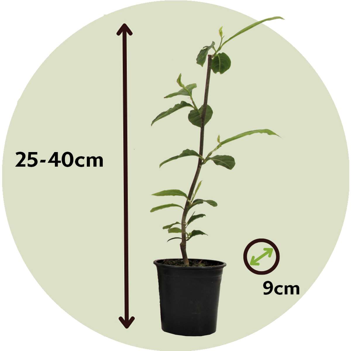 Florastore Magnolie - 3 Stk - Magnolia - Höhe 25-40Cm - ⌀9Cm
