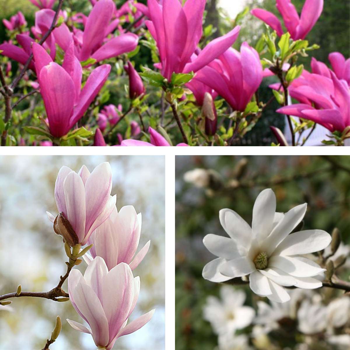 Florastore Magnolie - 3 Stk - Magnolia - Höhe 25-40Cm - ⌀9Cm