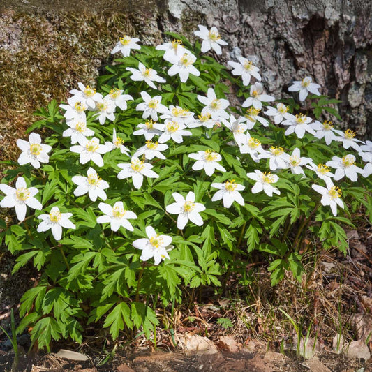 Florastore Christrosen - 6 Stk - Helleborus Niger 'Mont Blanc' - Höhe 20-30Cm - ⌀12Cm