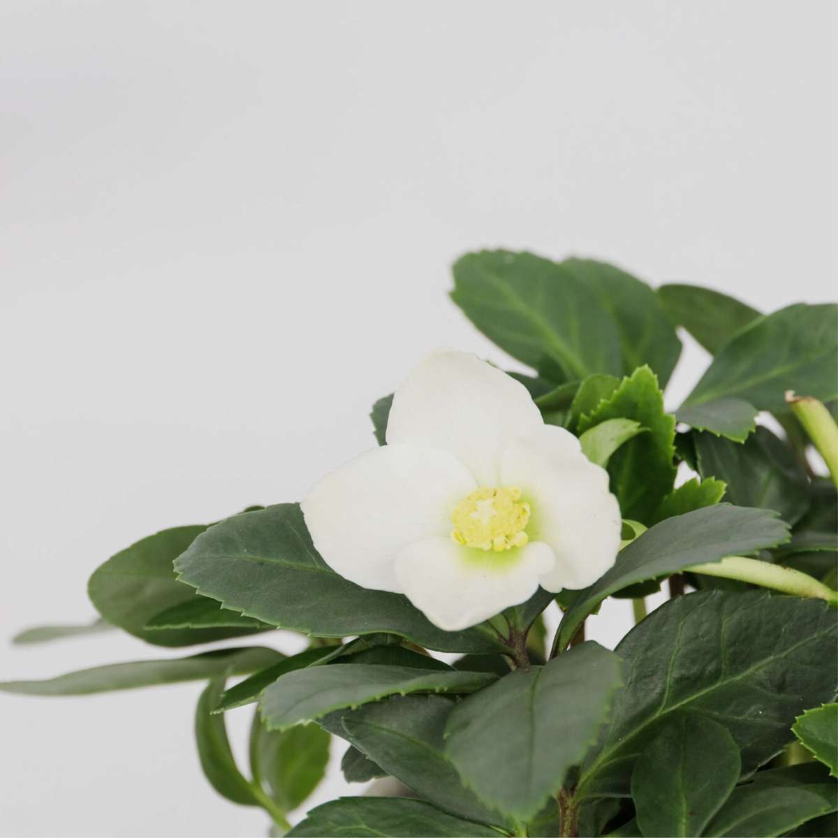 Florastore Christrosen - 6 Stk - Helleborus Niger 'Mont Blanc' - Höhe 20-30Cm - ⌀12Cm