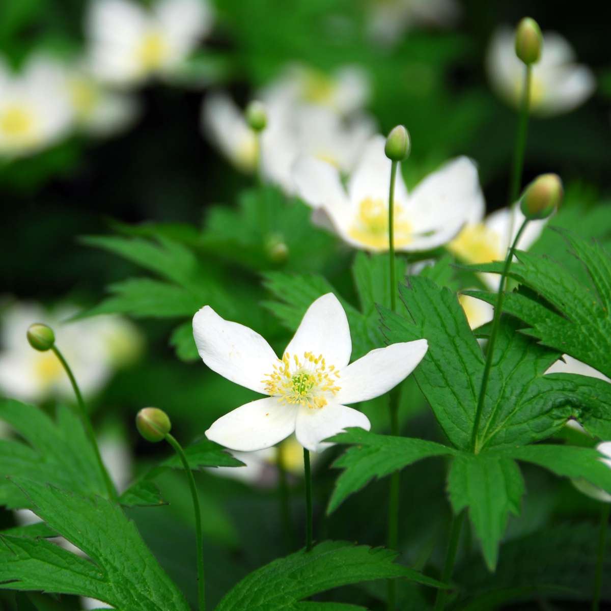 Florastore Christrosen - 6 Stk - Helleborus Niger 'Mont Blanc' - Höhe 20-30Cm - ⌀12Cm