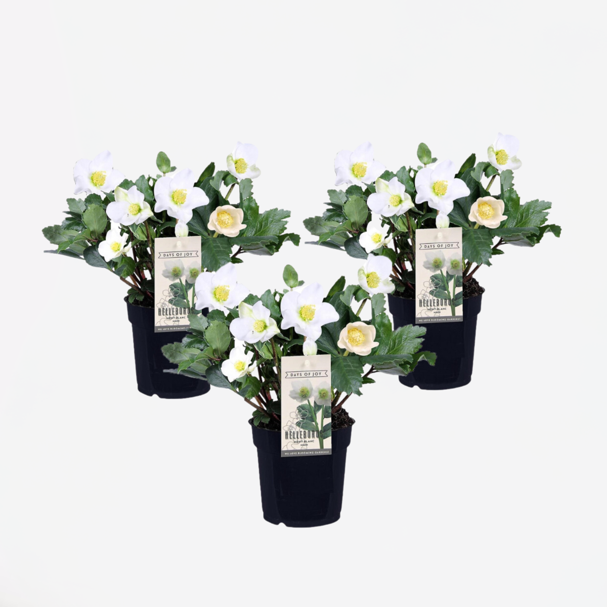 Florastore Christrosen - 3 Stk - Helleborus Niger 'Mont Blanc' - Höhe 20-30Cm - ⌀12Cm