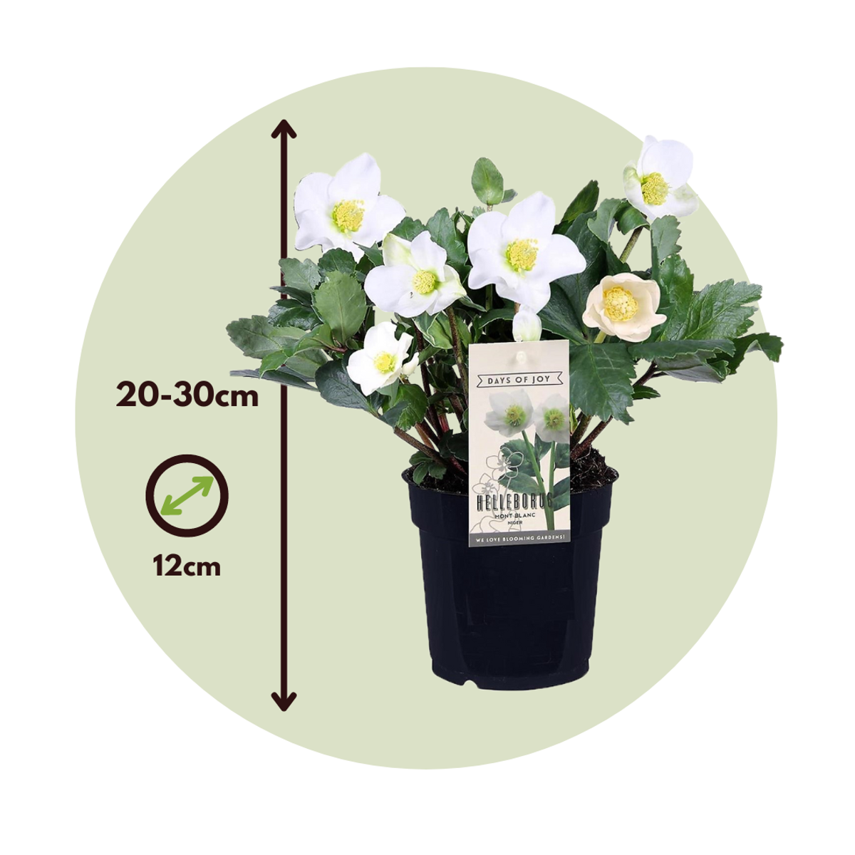 Florastore Christrosen - 3 Stk - Helleborus Niger 'Mont Blanc' - Höhe 20-30Cm - ⌀12Cm