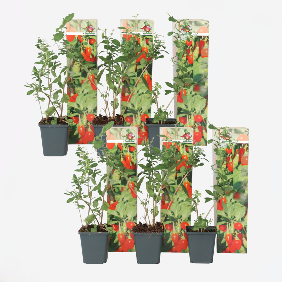 Florastore Goji Pflanzen - 6 Stk - Lycium Barbarum - Höhe 25-40Cm - ⌀9Cm