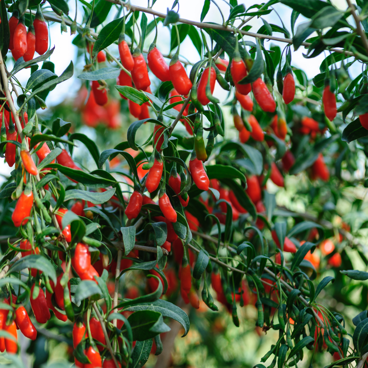 Florastore Goji Pflanzen - 6 Stk - Lycium Barbarum - Höhe 25-40Cm - ⌀9Cm