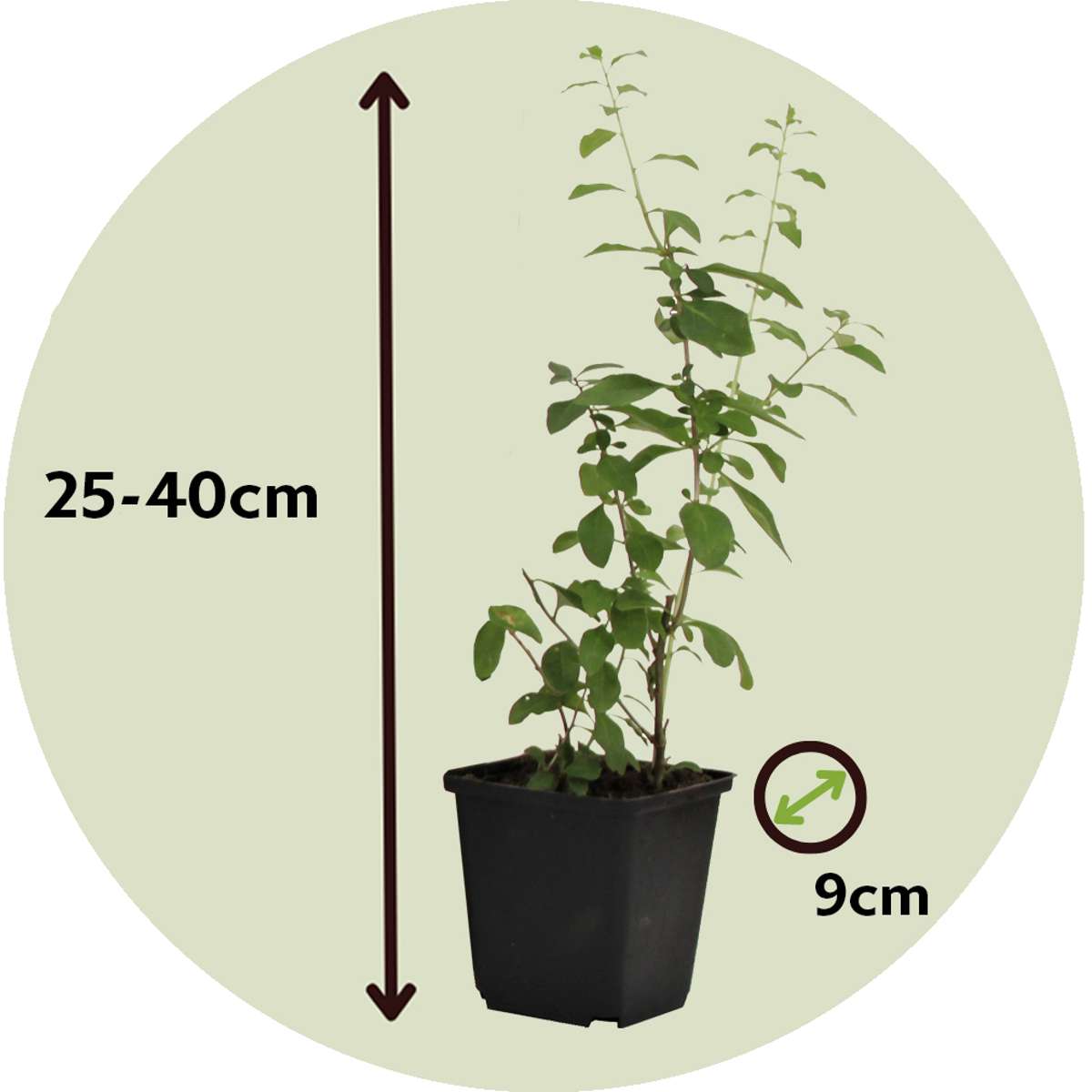 Florastore Goji Pflanzen - 6 Stk - Lycium Barbarum - Höhe 25-40Cm - ⌀9Cm