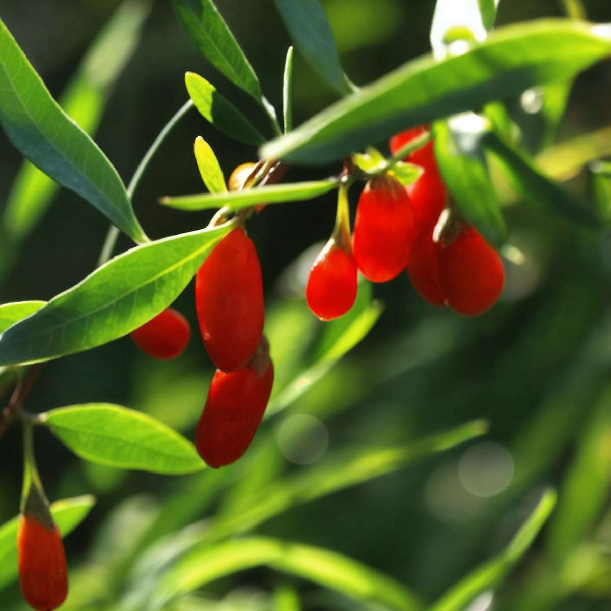 Florastore Goji Pflanzen - 6 Stk - Lycium Barbarum - Höhe 25-40Cm - ⌀9Cm