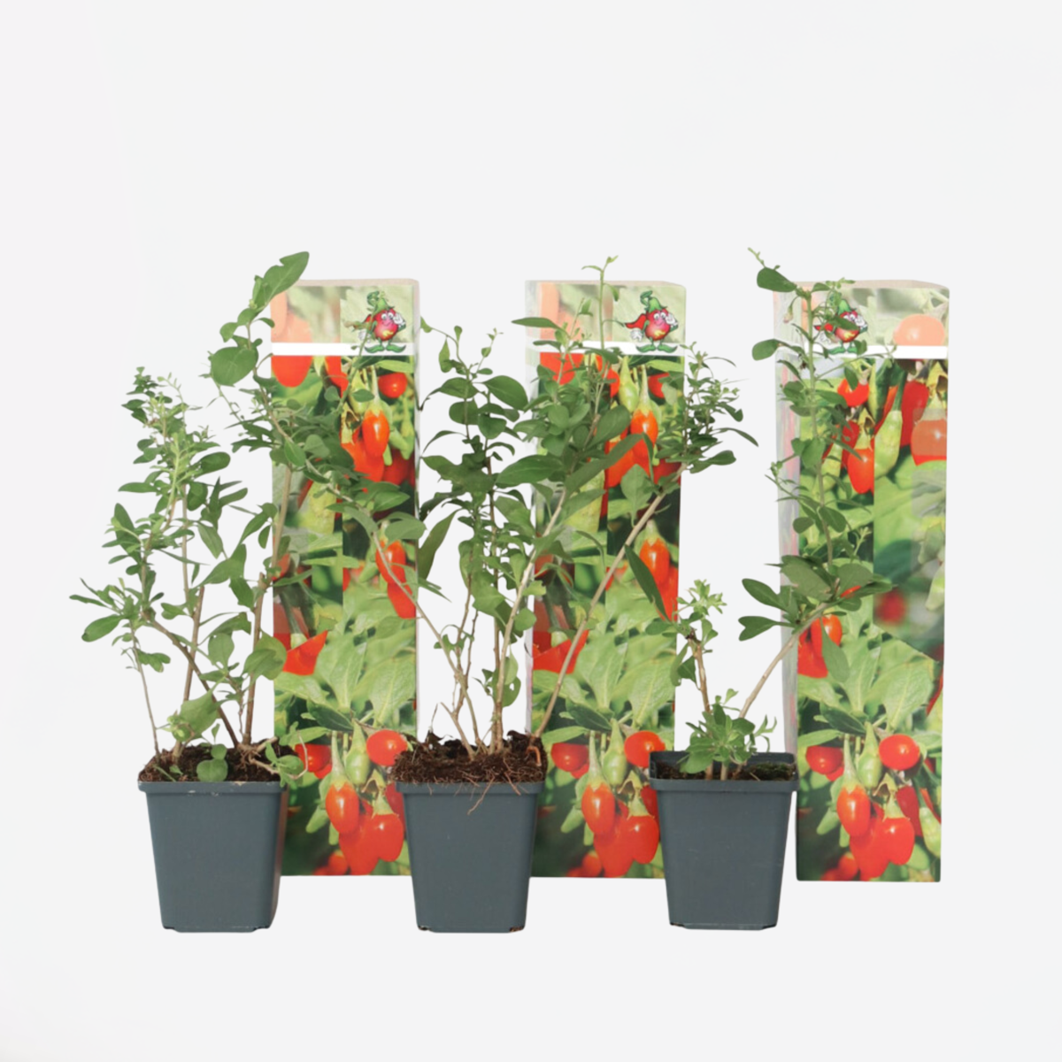 Florastore Goji Pflanzen - 3 Stk - Lycium Barbarum - Höhe 25-40Cm - ⌀9Cm