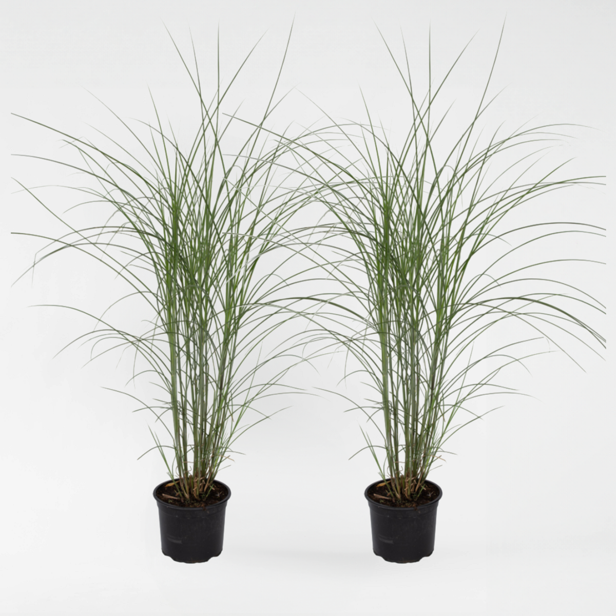 Florastore Chinaschilf Zebrinus - 2 Stk - Miscanthus 'Silberspinne' - Höhe 20-30Cm - ⌀23Cm
