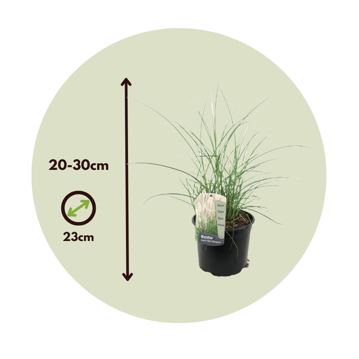 Florastore Chinaschilf Zebrinus - 2 Stk - Miscanthus 'Silberspinne' - Höhe 20-30Cm - ⌀23Cm