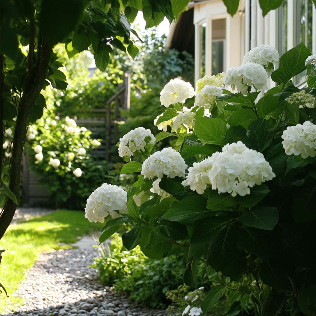 Florastore Hortensie - 3 Stk - Hydrangea Macrophylla Teller 'Benxi' - Höhe 25-40Cm - ⌀9Cm