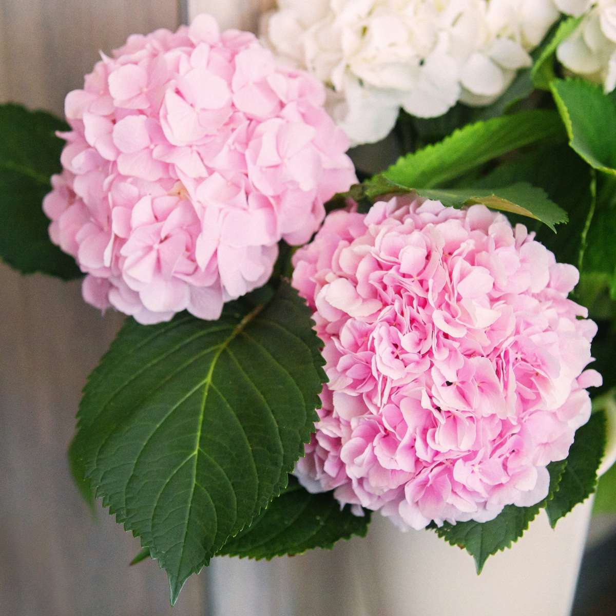 Florastore Hortensie - 3 Stk - Hydrangea Macrophylla Teller Red Bull - Höhe 25-40Cm - ⌀9Cm