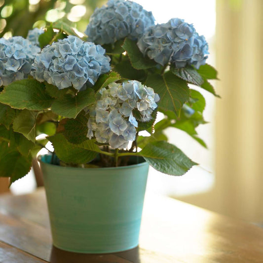 Florastore Hortensie - 3 Stk - Hydrangea Macrophylla Teller 'Nizza' - Höhe 25-40Cm - ⌀9Cm