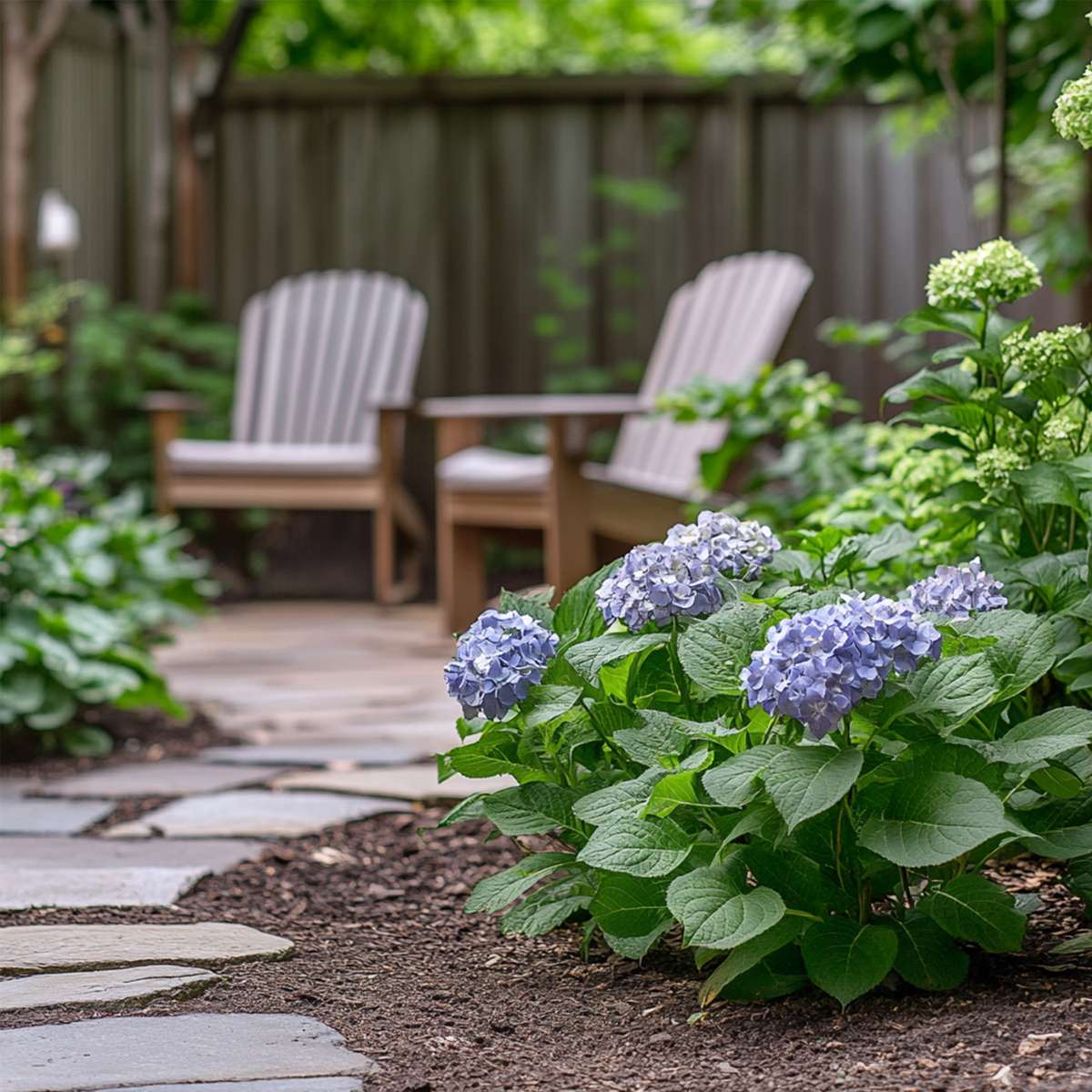 Florastore Hortensie - 3 Stk - Hydrangea Macrophylla Teller 'Nizza' - Höhe 25-40Cm - ⌀9Cm