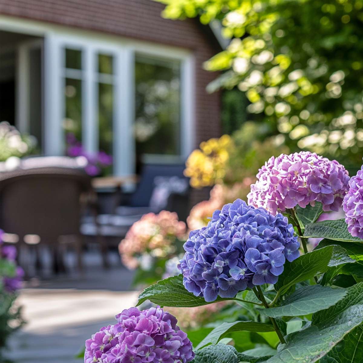 Florastore Hortensie - 3 Stk - Hydrangea Macrophylla Teller 'Nizza' - Höhe 25-40Cm - ⌀9Cm