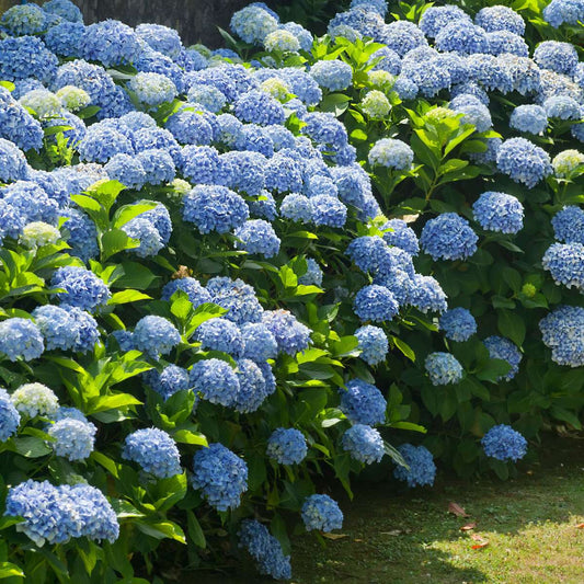 Florastore Hortensie - 6 Stk - Hydrangea Macrophylla - Höhe 25-40Cm - ⌀9Cm
