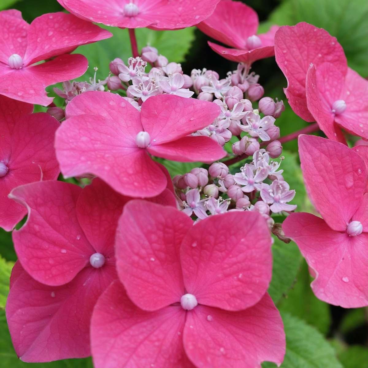 Florastore Hortensie - 3 Stk - Hydrangea Macrophylla - Höhe 25-40Cm - ⌀9Cm