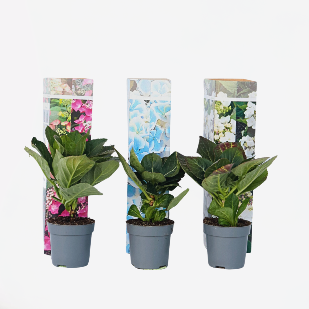 Florastore Hortensie - 3 Stk - Hydrangea Macrophylla - Höhe 25-40Cm - ⌀9Cm