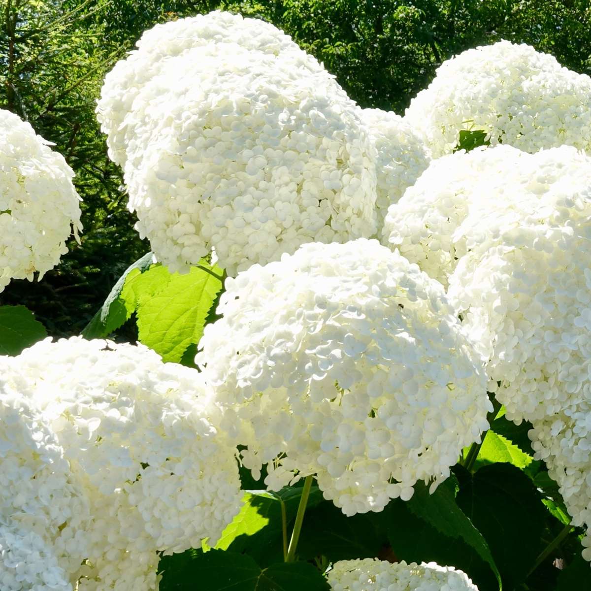 Florastore Hortensie - 3 Stk - Hydrangea Macrophylla - Höhe 25-40Cm - ⌀9Cm