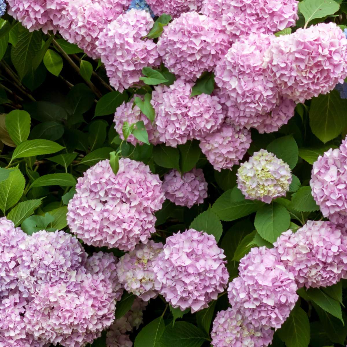 Florastore Hortensie - 3 Stk - Hydrangea Macrophylla - Höhe 25-40Cm - ⌀9Cm