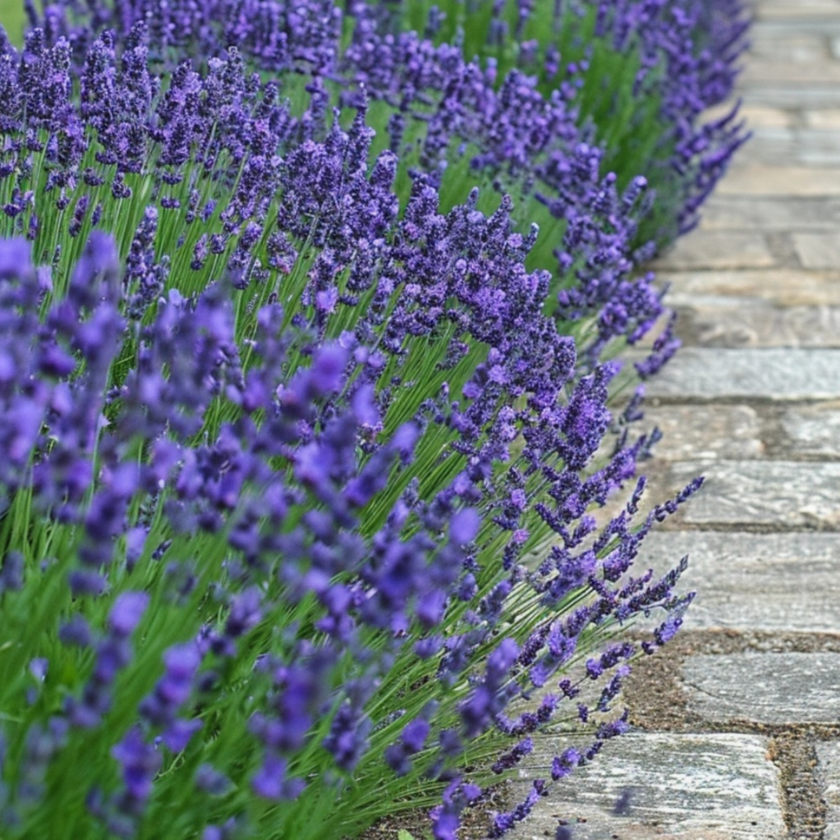 Florastore Lavendelpflanzen - 12 Stk - Lavandula Angustifolia - Höhe 10-15Cm - ⌀11Cm