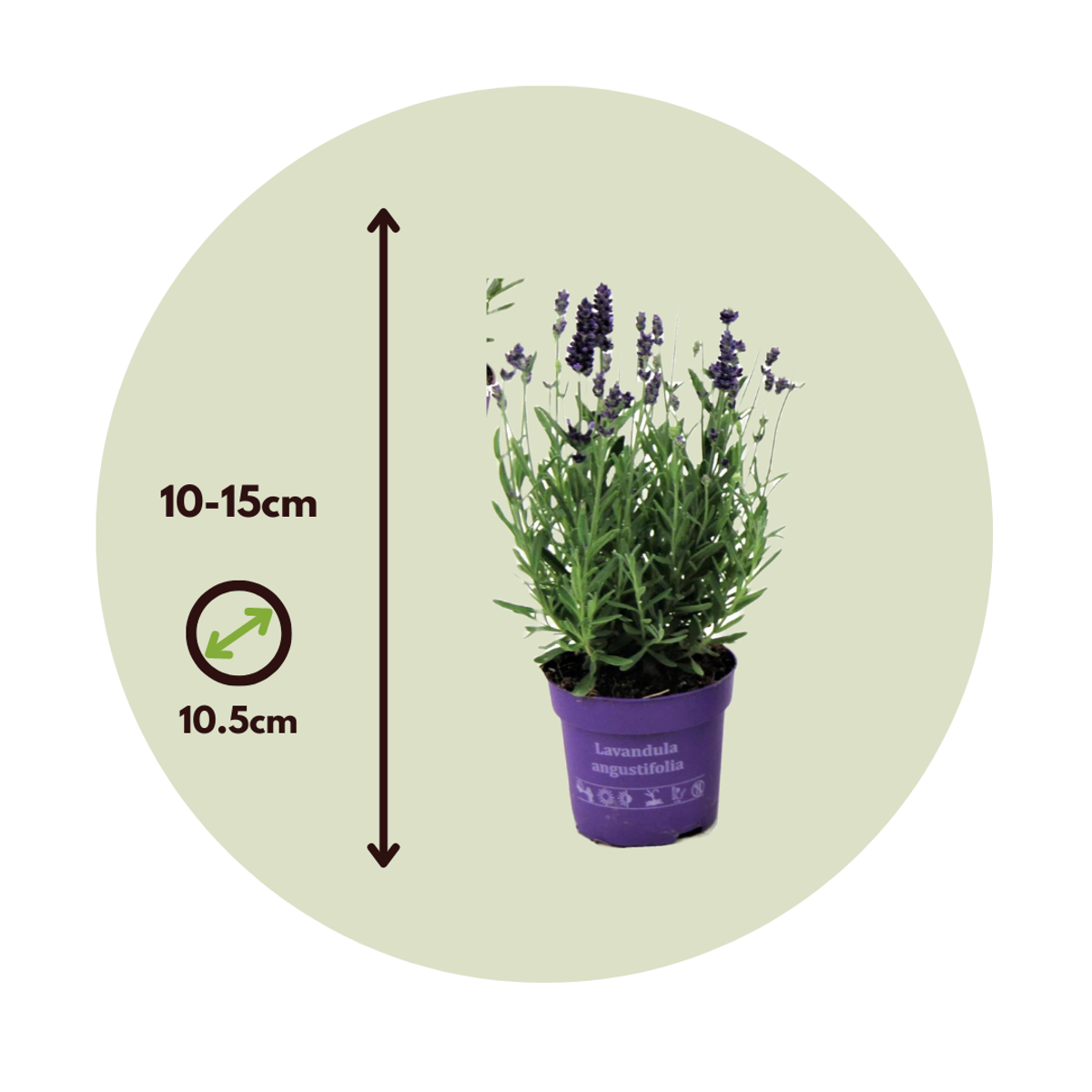 Florastore Lavendelpflanzen - 6 Stk - Lavandula Angustifolia - Höhe 10-15Cm - ⌀11Cm