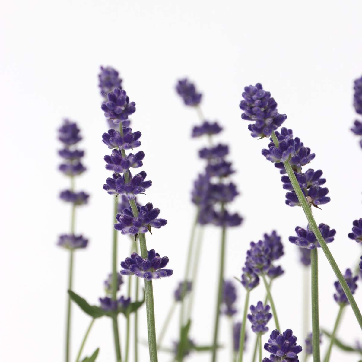 Florastore Lavendelpflanzen - 6 Stk - Lavandula Angustifolia - Höhe 10-15Cm - ⌀11Cm