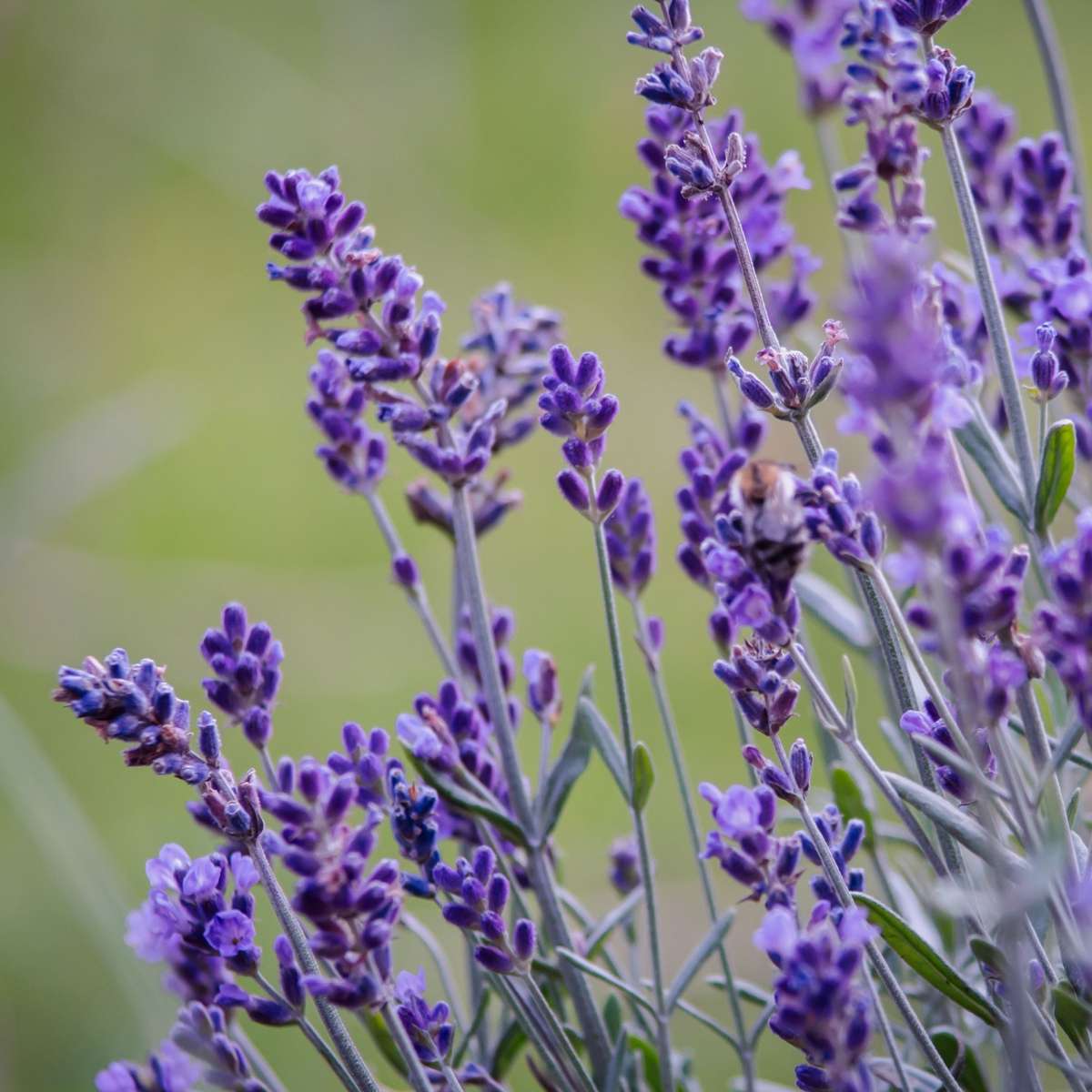 Florastore Lavendelpflanzen - 6 Stk - Lavandula Angustifolia - Höhe 10-15Cm - ⌀11Cm