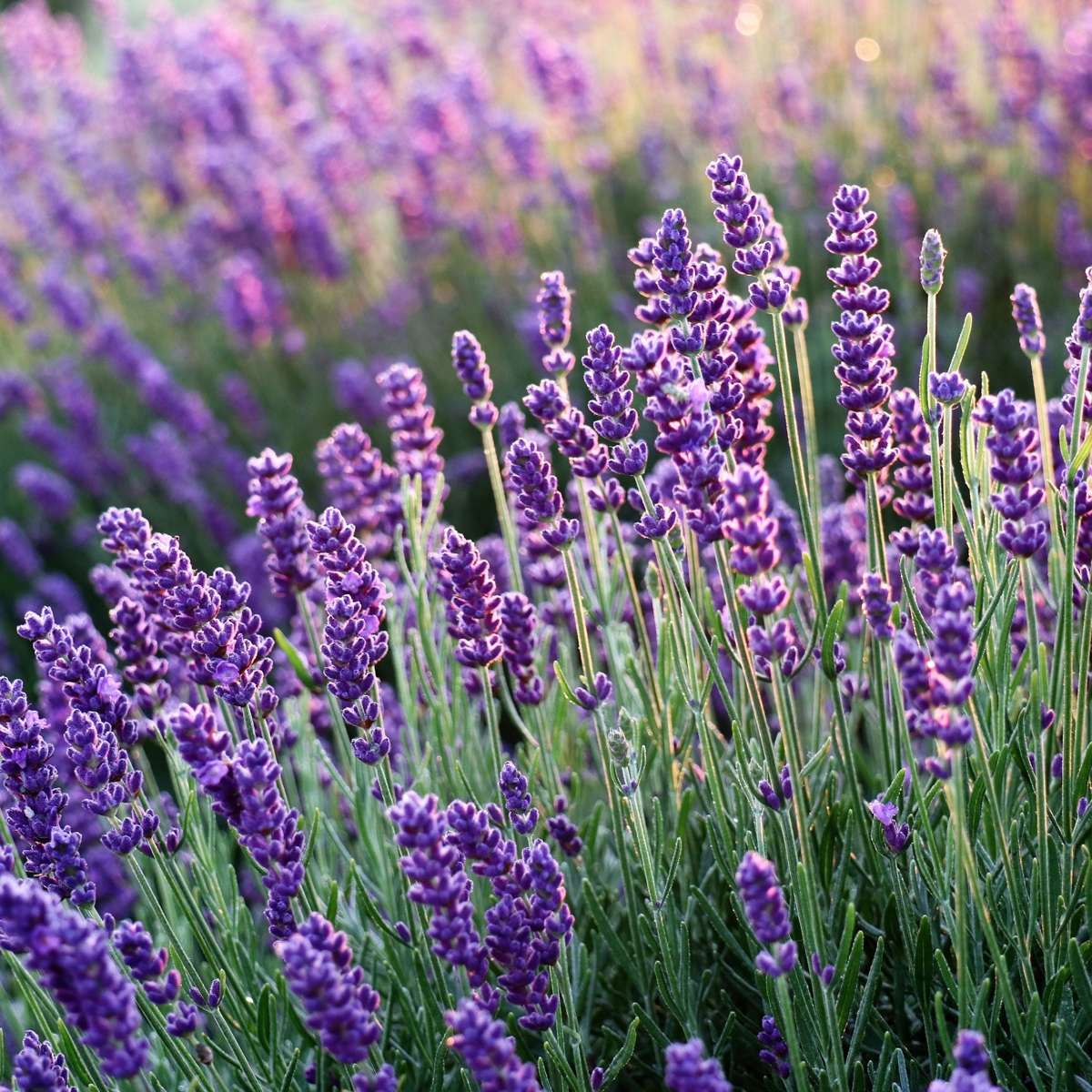 Florastore Lavendelpflanzen - 6 Stk - Lavandula Angustifolia - Höhe 10-15Cm - ⌀11Cm