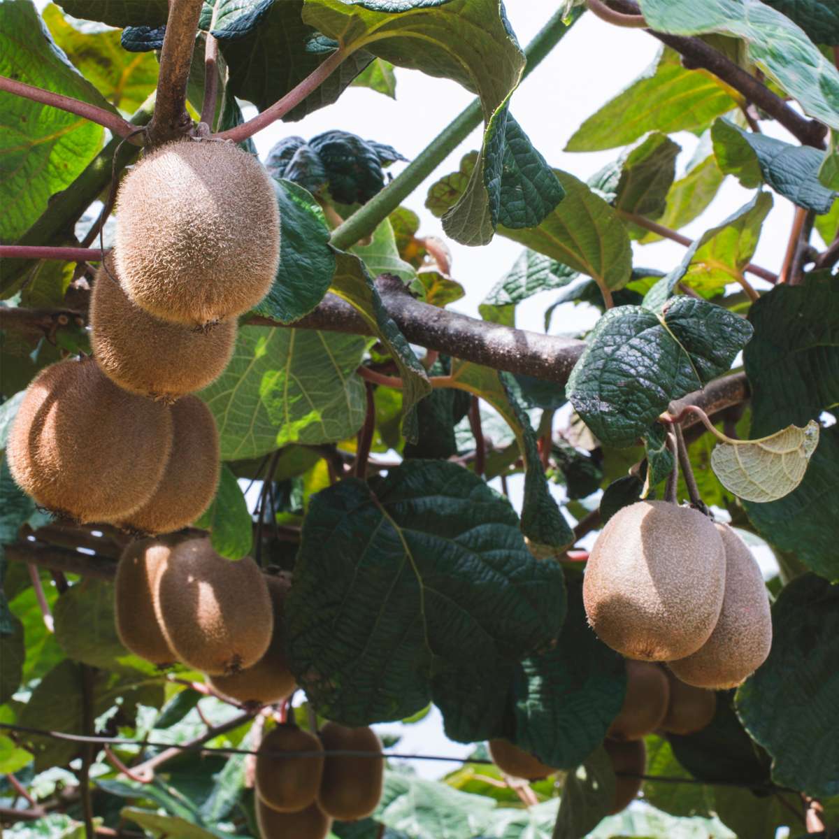 Florastore Kiwipflanze - 6 Stk - Actinidia Deliciosa 'Jenny' - Höhe 20-40Cm - ⌀9Cm
