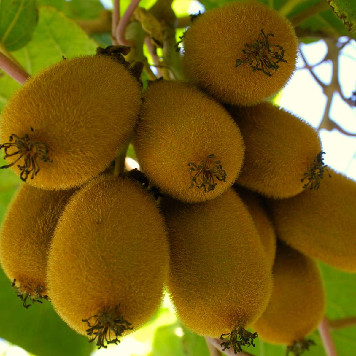 Florastore Kiwipflanze - 6 Stk - Actinidia Deliciosa 'Jenny' - Höhe 20-40Cm - ⌀9Cm