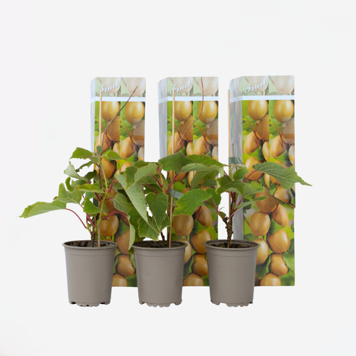 Florastore Kiwipflanze - 3 Stk - Actinidia Deliciosa 'Jenny' - Höhe 20-40Cm - ⌀9Cm