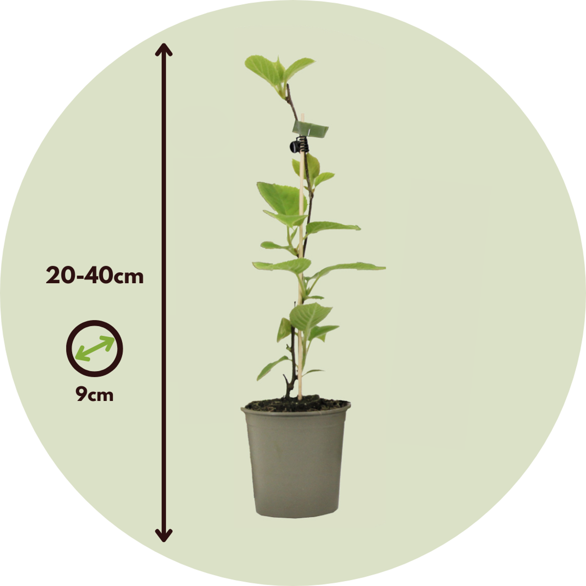 Florastore Kiwipflanze - 3 Stk - Actinidia Deliciosa 'Jenny' - Höhe 20-40Cm - ⌀9Cm