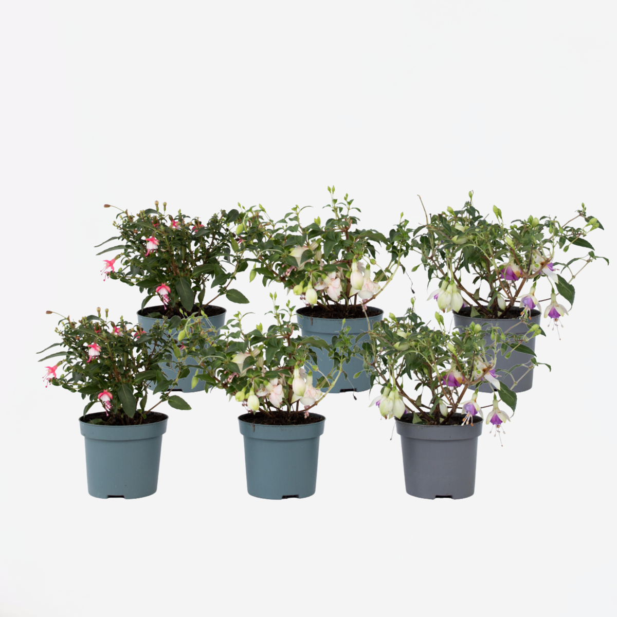 Florastore Fuchsie - 6 Stk - Fuchsia Magellanica - Höhe 10-20Cm - ⌀9Cm