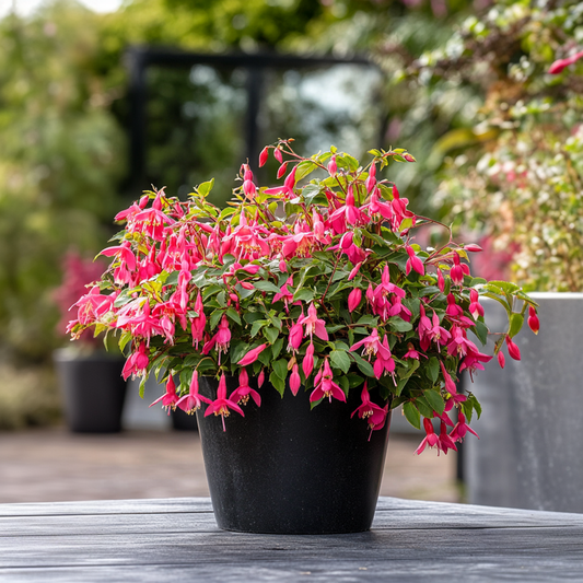 Florastore Fuchsie - 6 Stk - Fuchsia Magellanica - Höhe 10-20Cm - ⌀9Cm