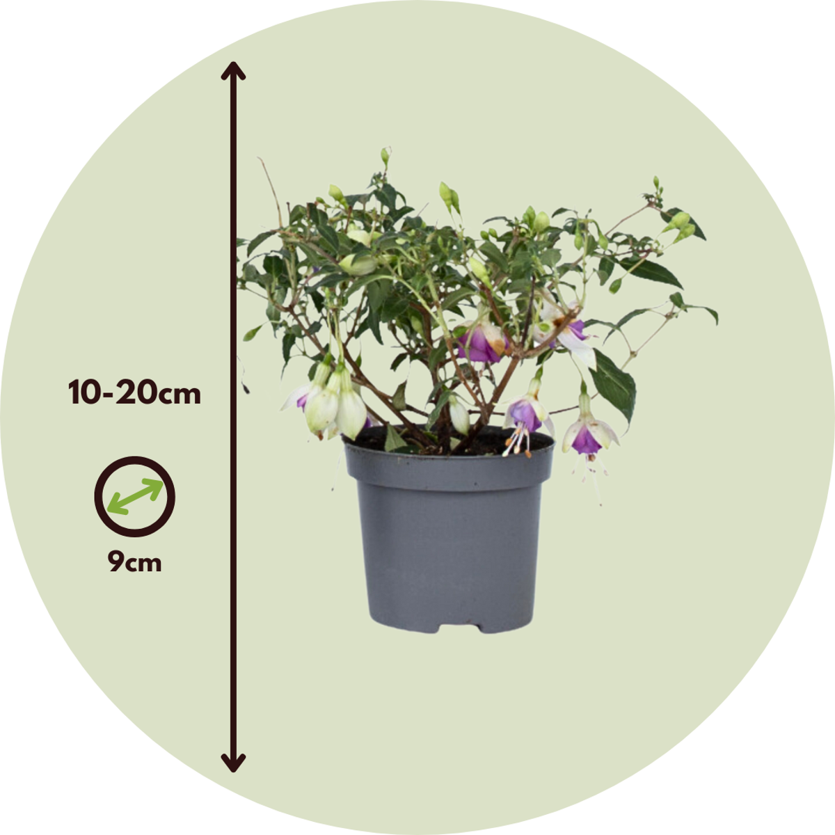 Florastore Fuchsie - 6 Stk - Fuchsia Magellanica - Höhe 10-20Cm - ⌀9Cm