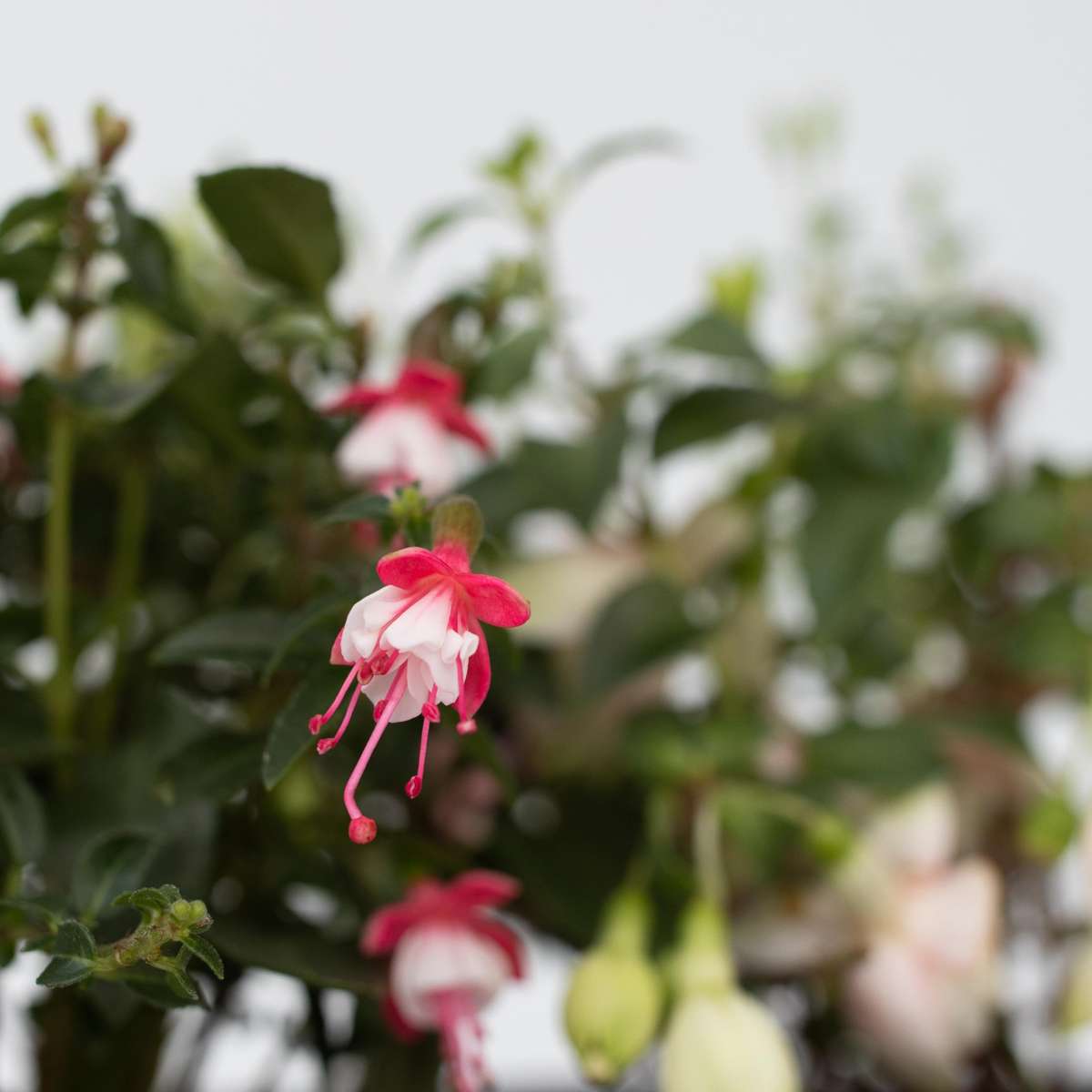 Florastore Fuchsie - 6 Stk - Fuchsia Magellanica - Höhe 10-20Cm - ⌀9Cm