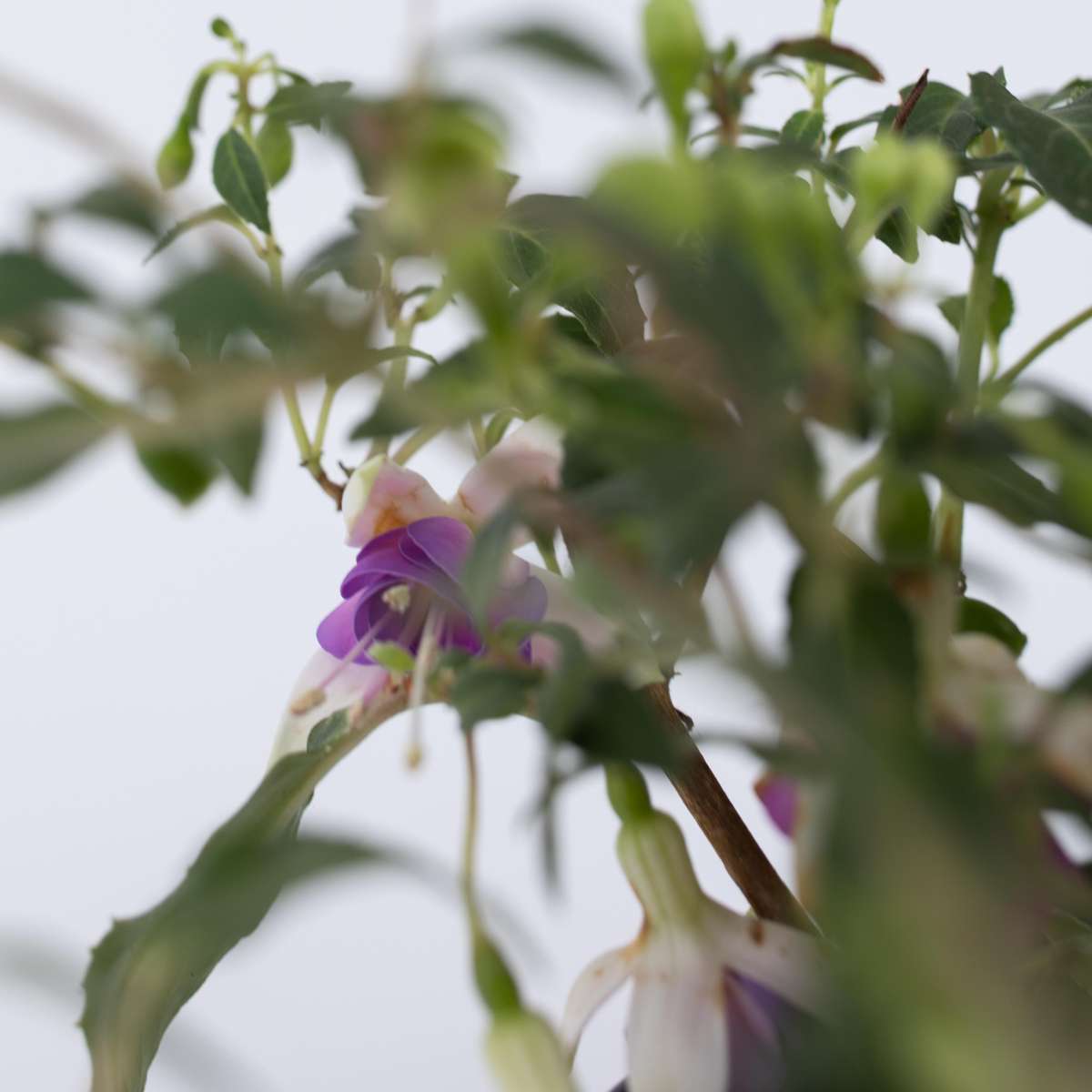 Florastore Fuchsie - 6 Stk - Fuchsia Magellanica - Höhe 10-20Cm - ⌀9Cm