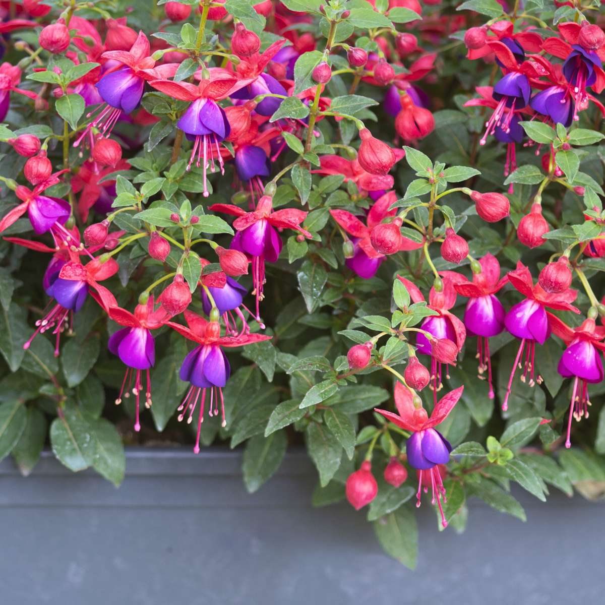 Florastore Fuchsie - 6 Stk - Fuchsia Magellanica - Höhe 10-20Cm - ⌀9Cm