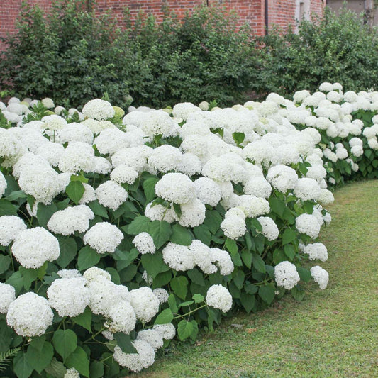 Florastore Hortensie - 6 Stk - Hydrangea Macrophylla 'Wudu' - Höhe 25-40Cm - ⌀9Cm