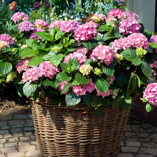 Florastore Hortensie - 6 Stk - Hydrangea Macrophylla 'Early Pink' - Höhe 25-40Cm - ⌀9Cm
