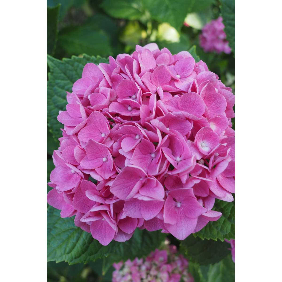 Florastore Hortensie - 6 Stk - Hydrangea Macrophylla 'Early Pink' - Höhe 25-40Cm - ⌀9Cm