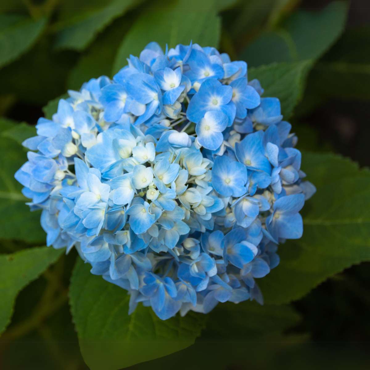Florastore Hortensie - 6 Stk - Hydrangea Macrophylla 'Early Blue' - Höhe 25-40Cm - ⌀9Cm
