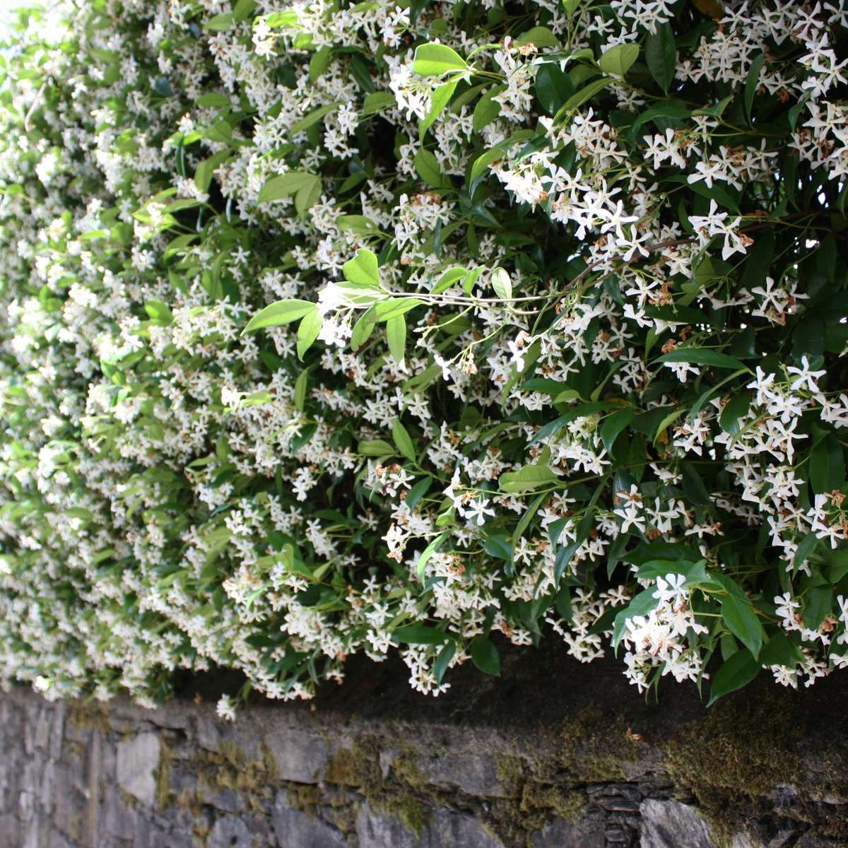 Florastore Jasmin - 6 Stk - Trachelospermum Jasminoides - Höhe 25-40Cm - ⌀9Cm