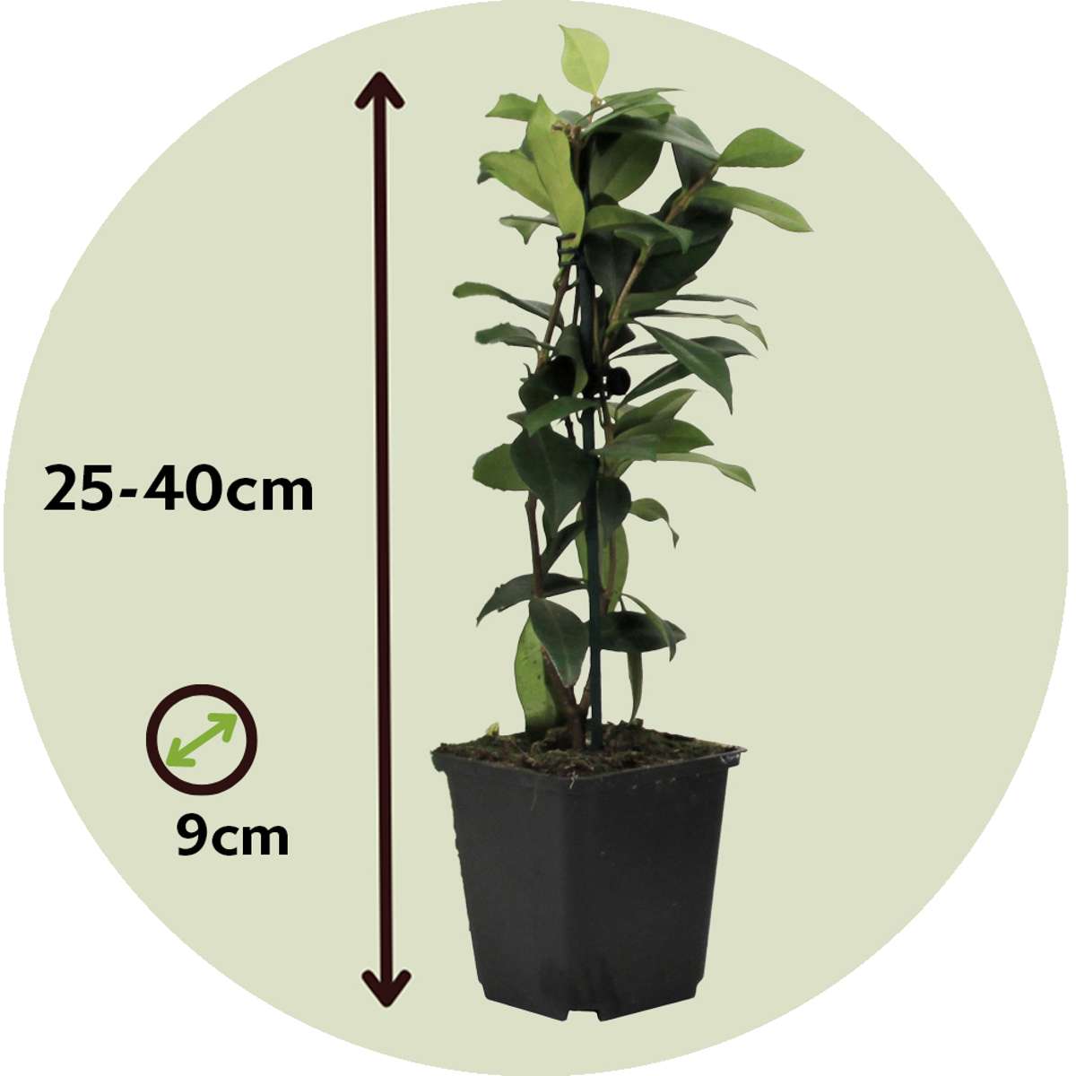 Florastore Jasmin - 6 Stk - Trachelospermum Jasminoides - Höhe 25-40Cm - ⌀9Cm