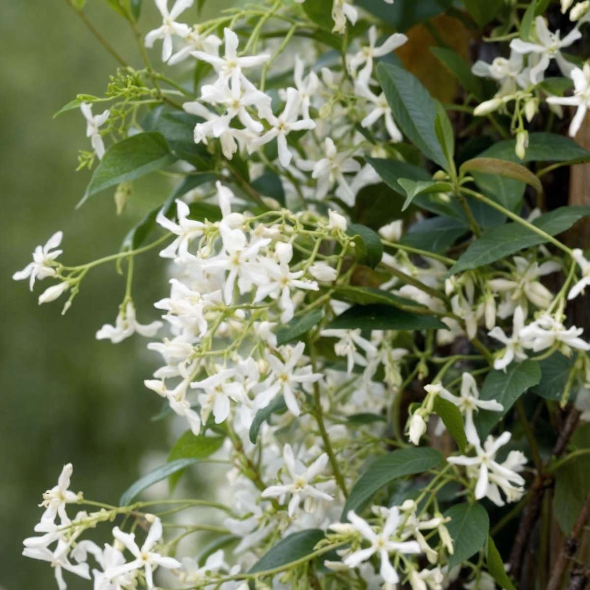 Florastore Jasmin - 6 Stk - Trachelospermum Jasminoides - Höhe 25-40Cm - ⌀9Cm